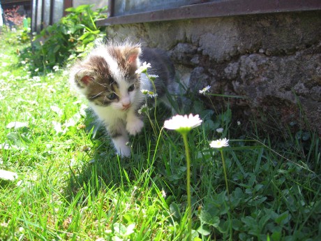 Mňam, to je dobrá sedmikráska.